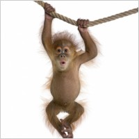 cute_monkey_definition_picture_168873